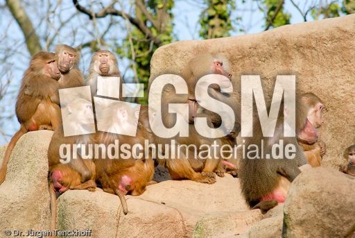 Mantelpavian (9 von 16).jpg